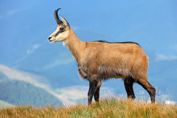 Chamois in mountain