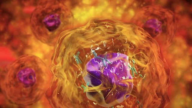 Microscopic visualization of transparent cell nucleus with chromosomes.