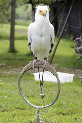 Egyptian vulture (Neophron percnopterus) perched on an innkeeper