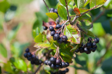 Branch aronia
