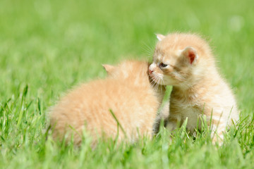 two red kitten sitting on meadow