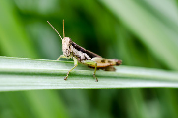grasshopper