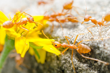 Red ant with yellow flower