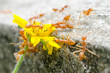 Red ant with yellow flower