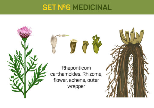 Medicinal flower of Rhaponticum carthamoides or maral root. Detailed parts of healing or herbal plant like rhizome and flower, achene and outer wrapper. For medicine book or herb illustration