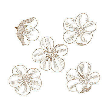 Set of hand drawn plums flowers isolated