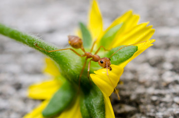 Red ant with yellow flower