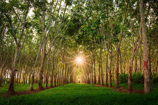 Rubber plantation. Natural tunnel of rubber plantation at sunset from Phuket Thailand