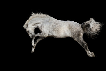 White horse jump isolated on black background