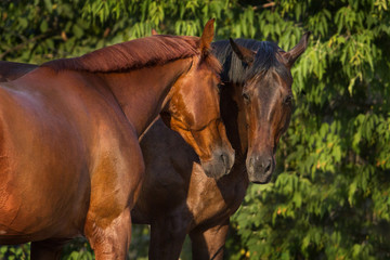 Portrait of a couple horses against green background