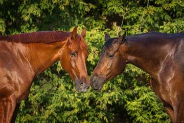 Portrait of a couple horses against green background