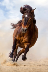 Bay pony run gallop in desert dust against blue sky