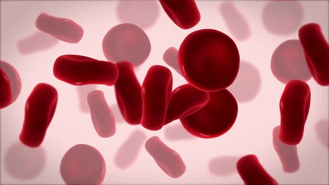 Red blood cells.