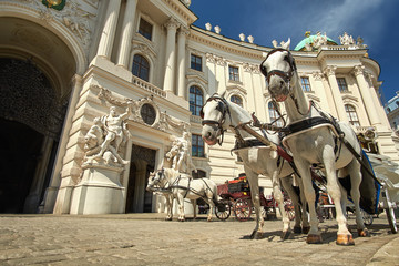 Naklejka na ściany i meble Horses in Vienna, Austria
