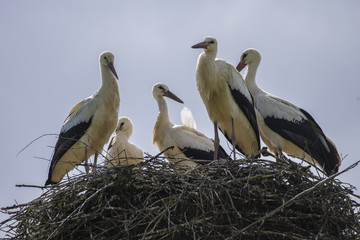 several storks in the nest