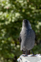 gray jackdaw on a green background