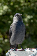 gray jackdaw on a green background