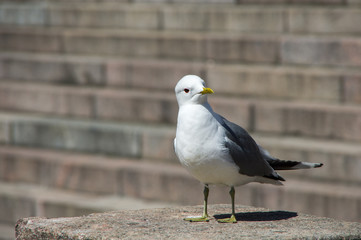 White seagull on the stone steps