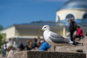 seagull on the background of people in the city