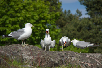 four white seagull on granite stone