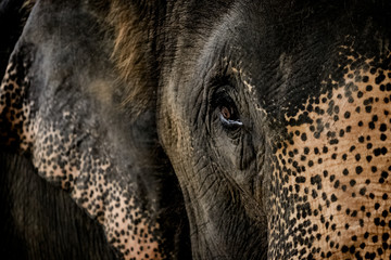 Elephant Head isolated on dark background
