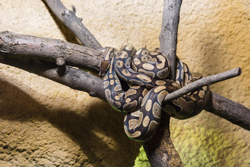 Python snake coiled on a branch.