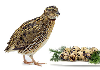 Adult domesticated quail with eggs and green isolated on white background 