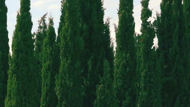 Close-up view of a small grove of green Fastigiate Mediterranean cypress trees