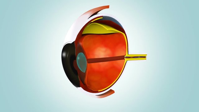 Antaomy of human eye.