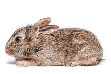 Leprottino isolato su sfondo bianco