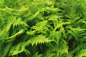 green fern leaves texture