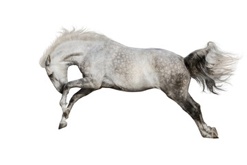 White horse jump isolated on white background