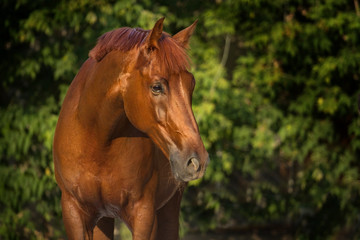 Fototapeta premium Red horse portrait outdoor against trees