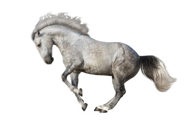 Beautiful grey horse dressage on black background © callipso88