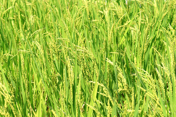 Japanese rice field