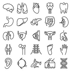 Vector black and white thin simply icons set with human organs. Science and medical minimalistic glyphs