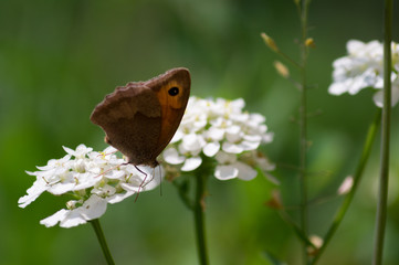 Butterfly on a white flower