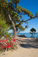Fototapeta premium Le bois de la chaise à Noirmoutier