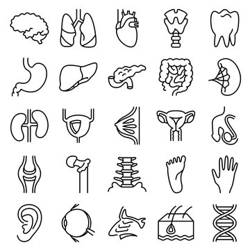 Vector black and white thin simply icons set with human organs. Science and medical minimalistic glyphs