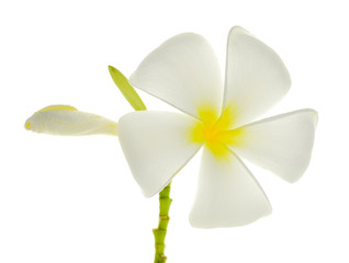 white frangipani flower isolated on white