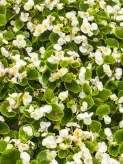 Flowerbed