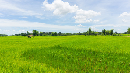 Obraz premium rice field and hut with Cloudy skies and beautiful