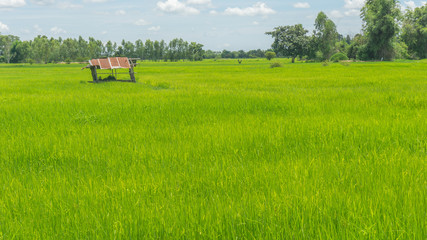Fototapeta na wymiar rice field and hut with Cloudy skies and beautiful