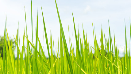 leaves rice with blue sky background