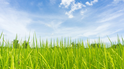 Obraz premium leaves rice with blue sky background