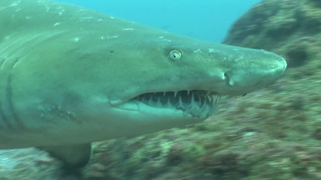Dangerous Bull Shark (Carcharhinus leucas) Underwater Video