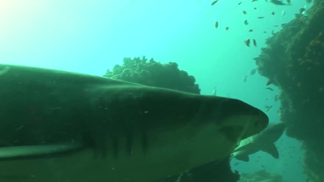 Dangerous Bull Shark (Carcharhinus leucas) Underwater Video