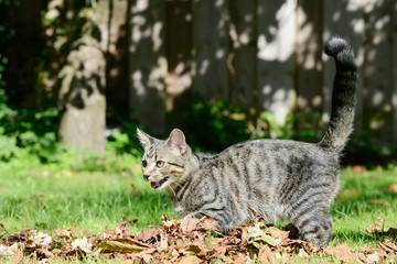 Kitten playing on the meadow with leaves