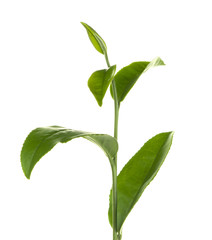 Obraz premium Isolated branch of fresh green tea