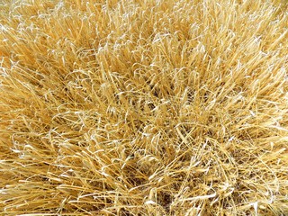 Barley field background